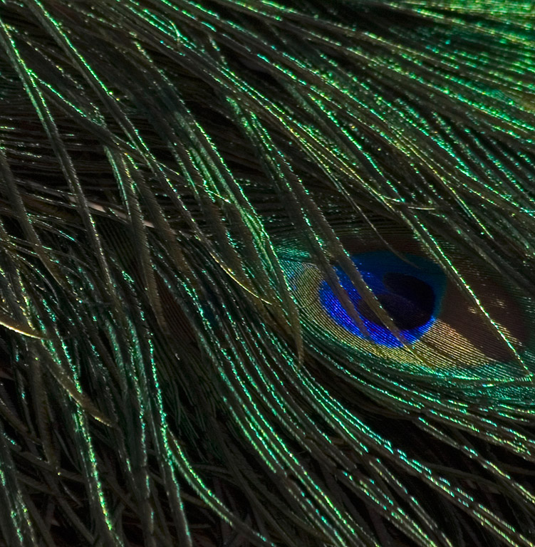 CLPPeacock Feathers